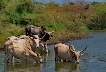 West Africa. Senegal. A herd of humpback Zebu cows with huge horns drink water from a small lake on the Atlantic Ocean coast. © Александр Катаржин