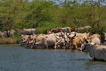 West Africa. Senegal. A herd of humpback Zebu cows with huge horns drink water from a small lake on the Atlantic Ocean coast. © Александр Катаржин