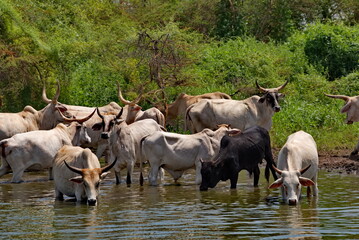 West Africa. Senegal. A herd of humpback Zebu cows with huge horns drink water from a small lake on the Atlantic Ocean coast. © Александр Катаржин