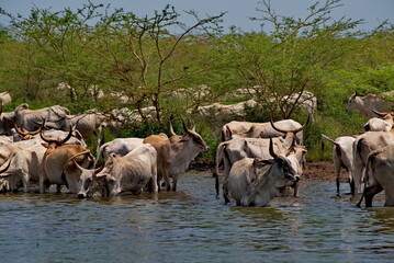 West Africa. Senegal. A herd of humpback Zebu cows with huge horns drink water from a small lake on the Atlantic Ocean coast. © Александр Катаржин