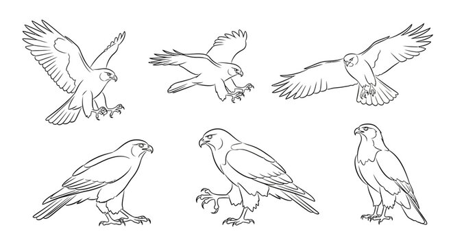 Eagle line art collection, hand drawn raptor bird set