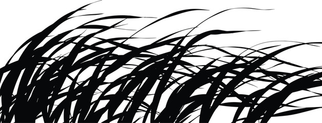 Fototapeta premium Wind blown grass silhouettes dense wild meadow blades isolated on white background for nature landscape design elements