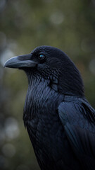 Naklejka premium Raven Portrait: An intensely detailed close-up shot of a sleek black raven. revealing the intricate textures of its feathers and the piercing gaze of its intelligent eye.