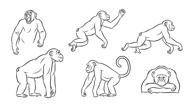 Chimpanzee line art set, collection of monkey poses for design