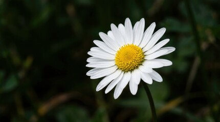 Obraz premium Close-up of a white daisy flower with yellow center, outside in nature.