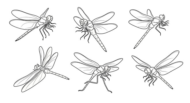 Dragonfly sketch set, detailed hand drawn insect illustrations collection
