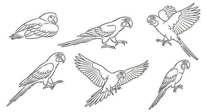 Parrot line art set, collection of hand-drawn macaw bird illustrations