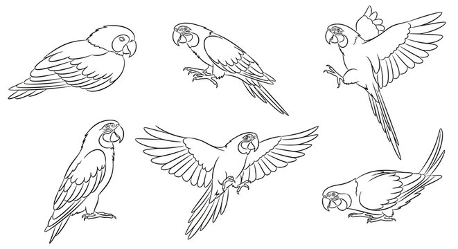 Parrot line art set, hand drawn macaw bird collection