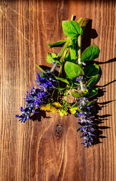 Flowers Ajuga reptans, Tussilago farfara and Potentilla anserina on wooden board
