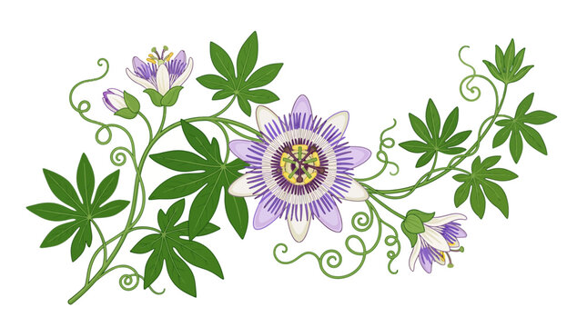 Purple Passionflower with Green Leaves.
