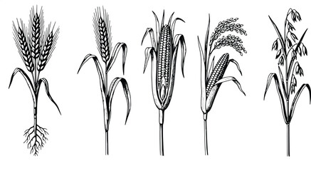 Obraz premium Hand drawn cereal crops set featuring wheat, corn, rice and barley plants with botanical vintage engraving style illustration