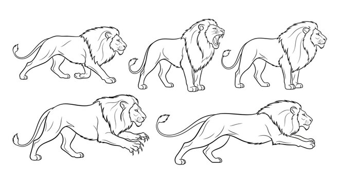 Lion poses set, hand-drawn vector illustration of wild big cats
