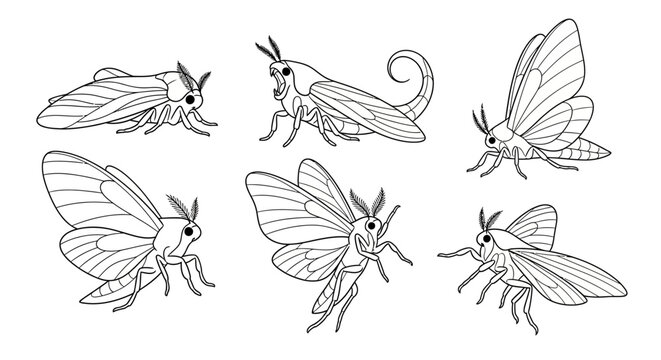 Moth collection, hand-drawn insect sketches for nature design projects