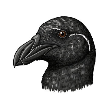 Illustration of the head of a Great Auk, an extinct bird species