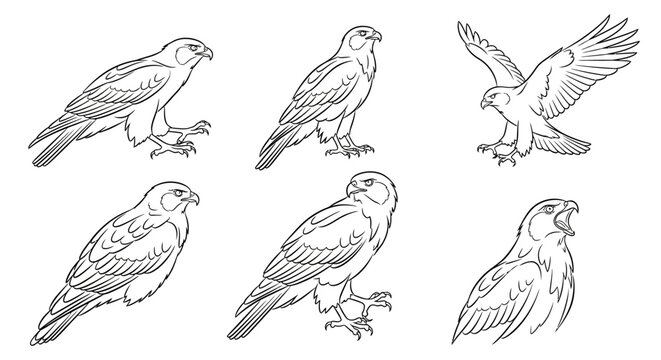 「Raptor Drawing」の写真素材 | 142,909件の無料イラスト画像 | Adobe Stock