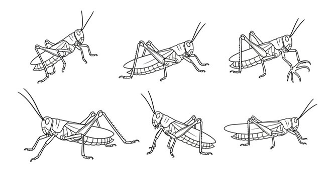 Grasshopper illustration set, hand drawn insect collection for design
