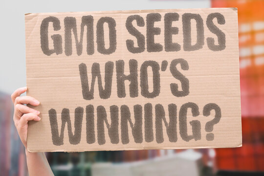 "GMO Seeds Who's Winning?" Biotech agriculture raises unresolved questions about who benefits. GMO. SEED. BIOTECH. BENEFIT. QUESTION.
