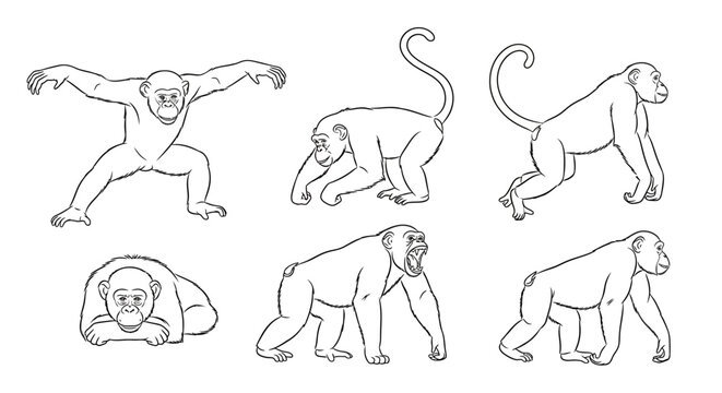 Monkey character set, hand drawn chimpanzee poses for animation design
