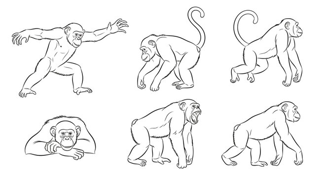 Chimpanzee set, collection of hand-drawn monkey poses for wildlife design