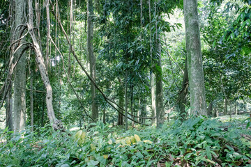 Tall trunks and hanging vines create dense jungle habitat. Tropical forest depth supports biodiversity conservation media. Wild green understory fits nature documentary background use © Joko