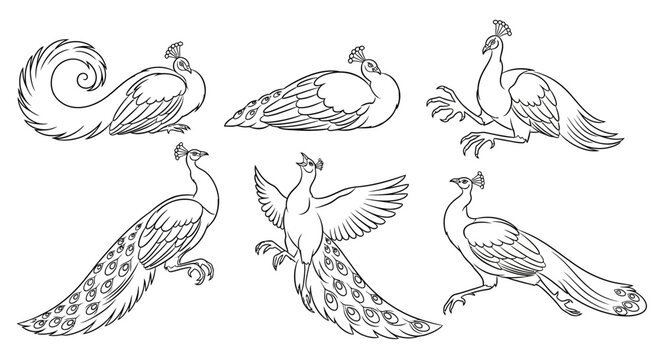 Peacock line art set, hand-drawn exotic bird illustrations for design