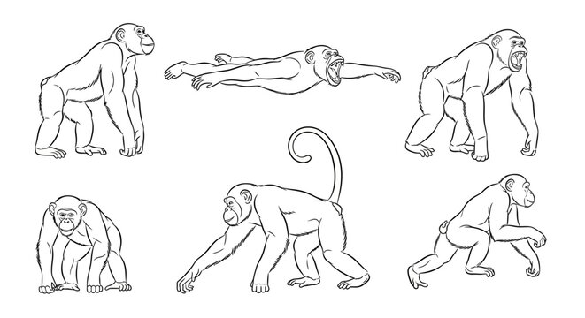 Chimpanzee set, collection of hand-drawn monkey poses in outline style