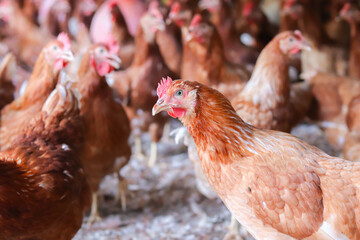 A lot of brown chicken in chicken farm © maybeiii