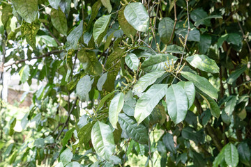 Obraz premium Glossy leaves carry tiny flower spikes in tropical shade. Botanical branch detail supports plant identification media. Green inflorescence closeup for garden education content