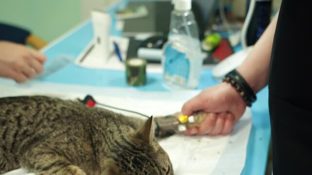 Veterinarian holds the paw of a tabby domestic cat, which is compressed with a bandage. A nurse hands the doctor a syringe to administer medication through a catheter in vein of pet on table in clinic