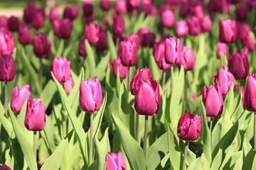 Fototapeta premium Beautiful purple tulips growing in a flowerbed. Flower field in a spring garden under the warm rays of the sun. Field of purple tulips. Picturesque landscape with many flowers of rich color