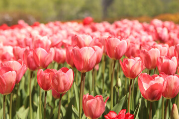 Fototapeta premium Field of bright pink tulips under sunlight. Floral background of many blooming tulips. Spring landscape, nature, gardening. Array of spring flowers close-up. Natural background for design