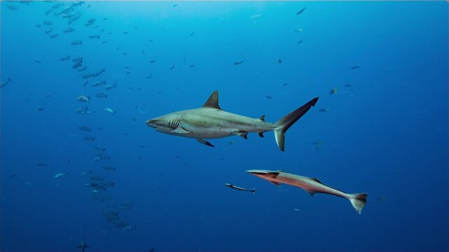 Large Grey Reef Shark swims through frame and joined by remora