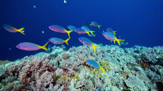 A school of blue and yellow fish swim up a reef towards camera