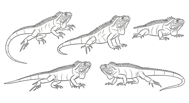 Iguana line art set, collection of hand-drawn lizard illustrations