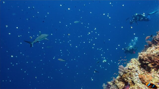 Underwater shot of Grey reef shark approaching SCUBA Divers in tropical water