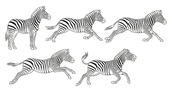 Zebra sketches, collection of hand drawn running zebra animal illustrations