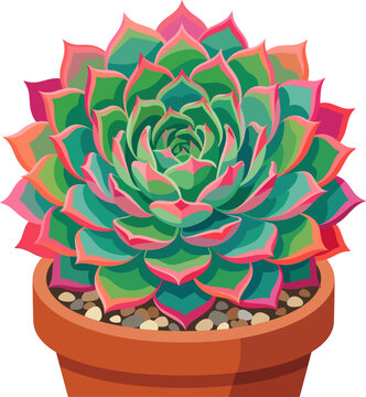 Colorful echeveria succulent in a terracotta pot with pebbles