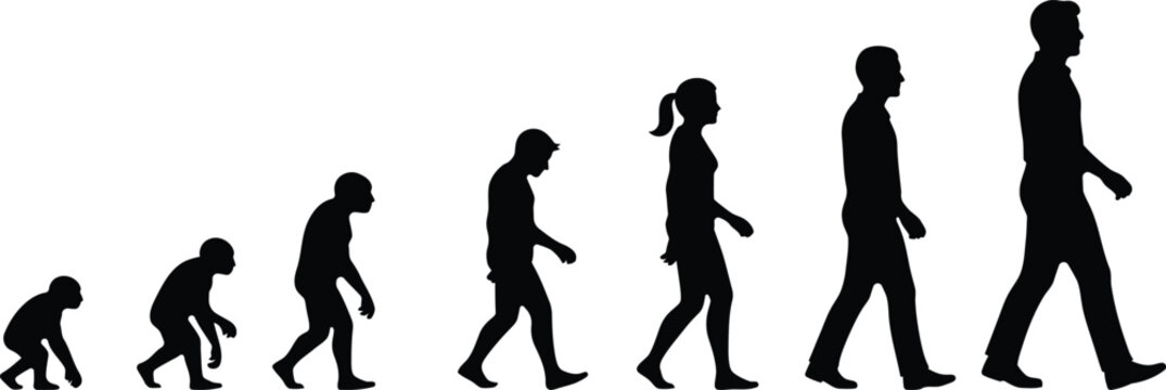 Human evolution a silhouette progression from primate to modern human