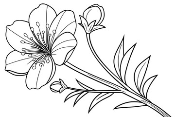 coloring page line art the cosmos flower black vector © abdur