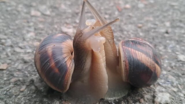 snail on the ground