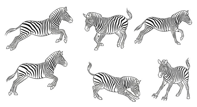Zebra sketch, set of hand-drawn animal illustrations in motion
