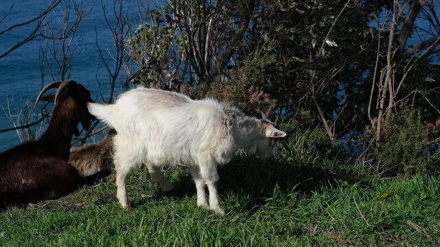 A charming scene featuring a young white goat walking on a lush green grassy slope, with other goats resting nearby