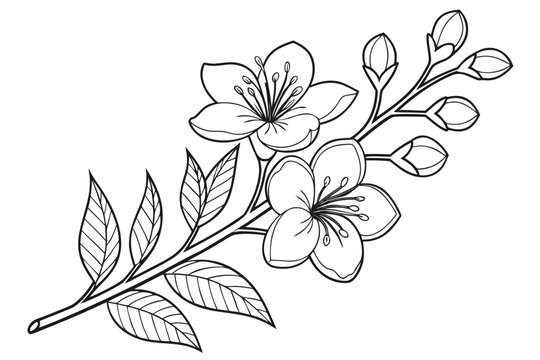 coloring page line art the gardenia flower black vector