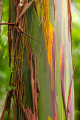 Obraz premium Rainbow Eucalyptus, introduced species in Costa Rica. 