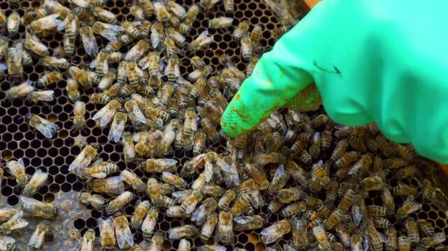 Identifying the queen bee in the hive