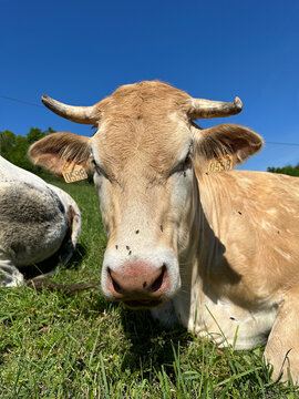 troupeau de vaches sur la colline de la bergerie