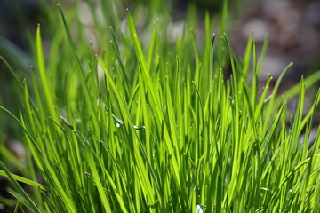 Obraz premium Young juicy grass covering ground in spring with fresh greenery