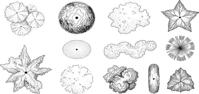 Top-down view of various trees and plants in black and white line art