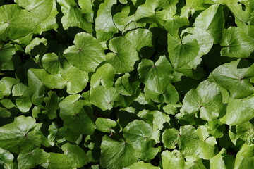 Fototapeta premium Glossy green lesser celandine foliage forming lush ground cover in woodland, Ficaria verna
