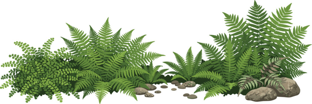 Lush green ferns and smooth river stones creating a serene natural garden border illustration
